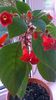 kohleria