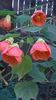 abutilon