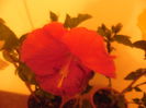 Big Tango