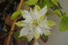 clematis Yuki Okoshi