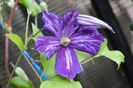 clematis Tie Dye