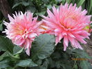 Dahlia Garden Princess (3)