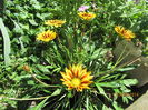 Gazania (2)