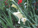 Gladiole (10)