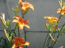 Hemerocallis fulva (8)