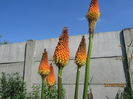 Kniphofia (16)