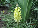 Kniphofia galbena