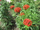 Lychnis calcedonica (12)