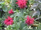 Monarda (6)