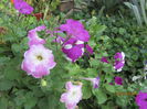 Petunia (3)