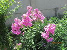 Phlox paniculata (5)