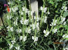 Physostegia (RACHITICA0