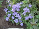 Pufuleti (ageratum)