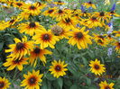 Rudbeckia (6)