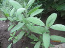 Salvia officinalis