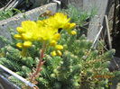 Sedum reflexum (5)
