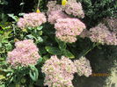 Sedum Spect (4)