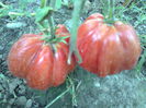 RED TRUFLE-2296