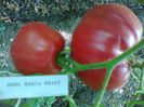 ANNA MARIA HEART-2316