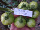 TIGERELLA-2318