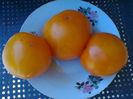 AMBER COLORED-2333