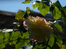 DSCN8069
