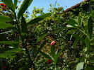DSCN8076