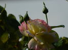 DSCN8088