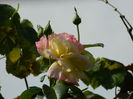 DSCN8090