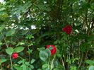 DSCN8094