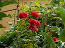 DSCN8104