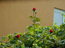 DSCN8105