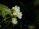 DSCN8117