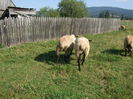 DSCF0703[1]