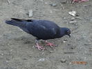DSC07046