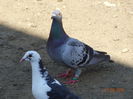 DSC07050