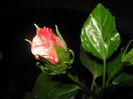 Picture My plants 915