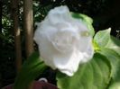 sporul casei(impatiens) alb batut