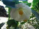 abutilon alb