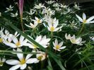 covor de zephiranthes alb