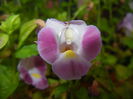 Torenia Rose Dream (2014, Aug.17)