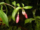 Fuchsia magellanica Gracilis (`14, Aug.17)