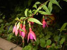 Fuchsia magellanica Gracilis (`14, Aug.17)