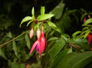 Fuchsia magellanica Gracilis (`14, Aug.17)