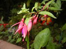 Fuchsia magellanica Gracilis (`14, Aug.23)