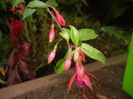 Fuchsia magellanica Gracilis (`14, Aug.23)