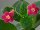 Kohleria Yf s Criss