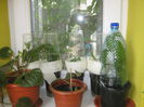 Picture My plants 929