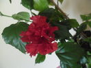 Dianthoides red