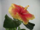 DSCF1369